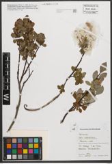 Foto von Salix waldsteiniana Willd.